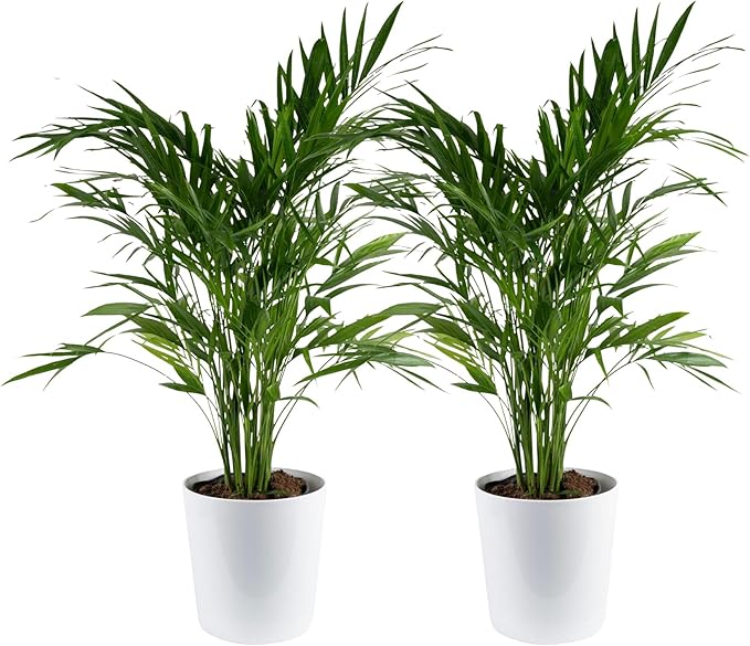 Costa Farms Cat Palm Live Plants in Decorative Pot, Large Indoor Houseplant, Perfect for Home, Room, or Office Decor, Great House Warming or Birthday Gift, 3-4 Feet Tall, Pack of 2