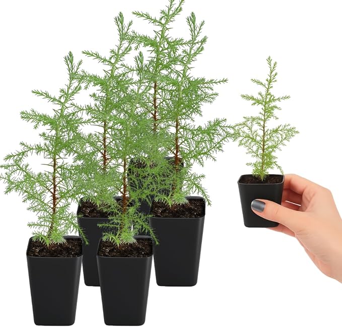 My Shelfie – Arizona Cypress Bonsai Starter Tree (Cupressus arizonica), 2-Inch Live Evergreen Plant for Indoor or Outdoor Bonsai Garden, Home & Living Room Décor (5)