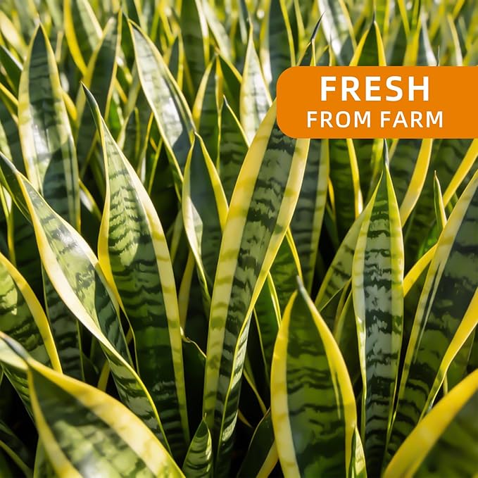 Live Snake Plant Indoor Houseplant, 8-10 Inch Sansevieria in Planter, Air Purifying Easy Care Succulent, Low Light Plant for Desk, Office, Bedroom & Tiny Spaces, Perfect Beginner Friendly Gift
