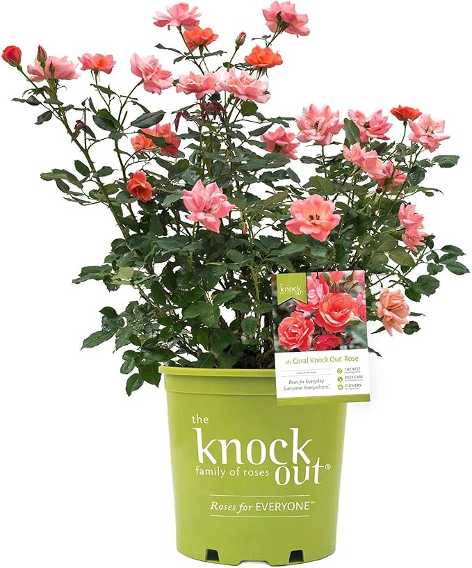 Perfect Plants Coral Knock Out Rose Bush in 1 Gallon Grower's Pot | Easy to Grow | Live Flowering Bush with Coral Pink Blooms | Great for Outdoor Garden Landscape Planting in Zones 5-11 | Full Sun