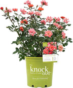 Perfect Plants Coral Knock Out Rose Bush in 1 Gallon Grower's Pot | Easy to Grow | Live Flowering Bush with Coral Pink Blooms | Great for Outdoor Garden Landscape Planting in Zones 5-11 | Full Sun