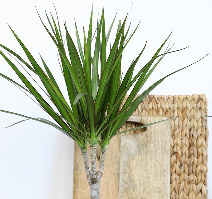 Live Dracaena Marginata, Easy House Plant Decor in 6" White Pot, Dragon Tree, Real Office Plants, Decorative Gifts by Plants for Pets