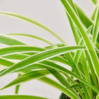 Spider Plant Reverse Live Plant for Indoor | Different Houseplants in 3'' Pot | Real House Plant for Living Room, Office, Desk & Bathroom | Spider Plant | Airplane | Spider Ivy