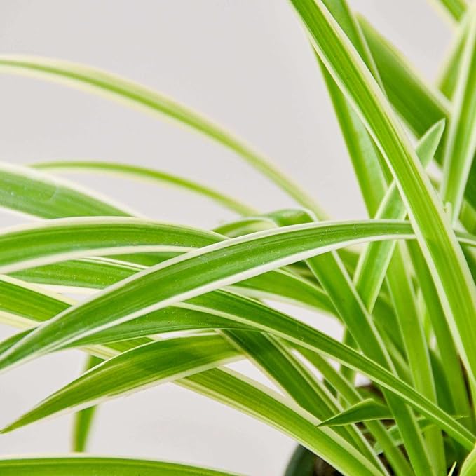 Spider Plant Reverse Live Plant for Indoor | Different Houseplants in 3'' Pot | Real House Plant for Living Room, Office, Desk & Bathroom | Spider Plant | Airplane | Spider Ivy