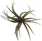 ragnaroc Air Plants - Tillandsia Brachycaulos Abdita, Large 4-6" - 2 ct - Live Arrival Guaranteed - House Plants for Home Decor & Gift