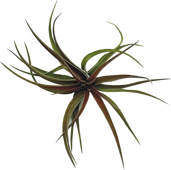 ragnaroc Air Plants - Tillandsia Brachycaulos Abdita, Large 4-6" - 2 ct - Live Arrival Guaranteed - House Plants for Home Decor & Gift