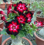 5 Desert Rose Seeds (Adenium Obesum) - Exotic Flowering Succulent Seeds for Indoor and Outdoor Home Garden Potted Plants