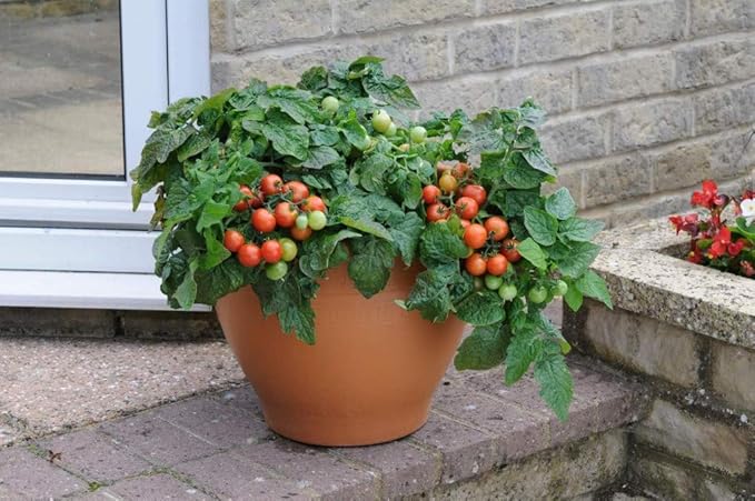 Seeds Indoor Tomato Dwarf in Pot Red Early Heirloom Vegetable for Planting Non GMO