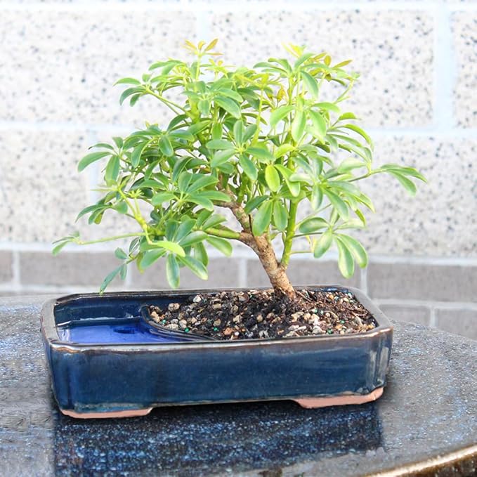 Brussel's Bonsai Live Hawaiian Umbrella Bonsai Tree - Medium, 5 Year, 6 to 10 Inches Tall - Indoor Bonsai Tree with Water Bonsai Pot