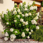 2 Limelight Hydrangea Tree Live Plants | 1-2ft Bare Root Seedlings | Low Maintenance Flowering Shrub | Well-Rooted Tree for Landscapes | Dormant Plant