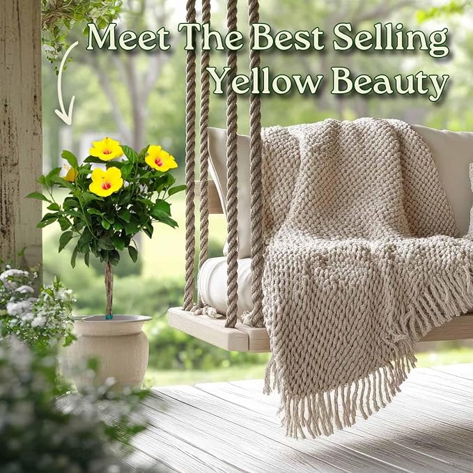 Braided Yoder Yellow Hibiscus Tree - Yellow Hibiscus Flowers - Overall Size 36" to 42" - Live Plant - Tropical Plants of Florida (Plant)
