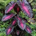 Rare Red Black Colocasia Live Plant, 5 to 8" in Tall, Taro Elephant Ear Alocasia Esculenta Live Plant for Planting, Live Colocasia Houseplant