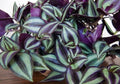 Purple Wandering Jew - Easy to Grow House Plant - Inch Plant - 4" Pot
