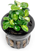 SubstrateSource Anubias Live Aquarium Plants - Potted Freshwater Plant for Fish Tanks, Terrariums - Beginner Friendly Low Light (Stardust Mini, 1 Pot)