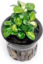 SubstrateSource Anubias Live Aquarium Plants - Potted Freshwater Plant for Fish Tanks, Terrariums - Beginner Friendly Low Light (Stardust Mini, 1 Pot)