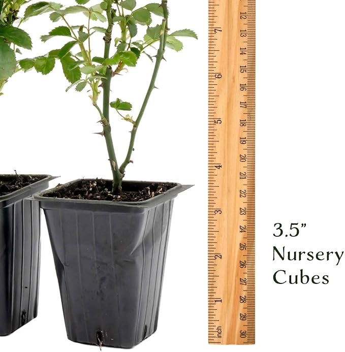 4 Pink Carpet Rose in 3.5” Nursery Cubes (Rosa ‘Flower Cover Pink’) | Low-Growing Groundcover Rose Shrub for Borders, Containers, and Mass Plantings | Ready-to-Plant Live Starter Plants