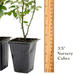 2 Pink Carpet Rose in 3.5” Nursery Cubes (Rosa ‘Flower Cover Pink’) | Low-Growing Groundcover Rose Shrub for Borders, Containers, and Mass Plantings | Ready-to-Plant Live Starter Plants