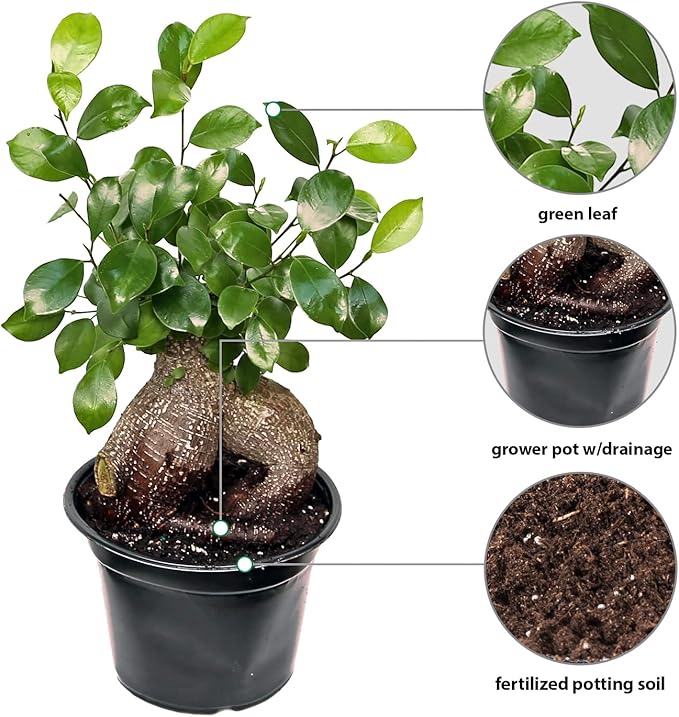 Live Ginseng Ficus, Ficus Retusa, Taiwan Ficus, Banyan Fig, Bonsai Houseplant, Birthday Gift, Housewarming Gift for The Home, Plant Lover Gift, Live Potted Houseplant in 6" Pot