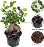 Live Ginseng Ficus, Ficus Retusa, Taiwan Ficus, Banyan Fig, Bonsai Houseplant, Birthday Gift, Housewarming Gift for The Home, Plant Lover Gift, Live Potted Houseplant in 6" Pot