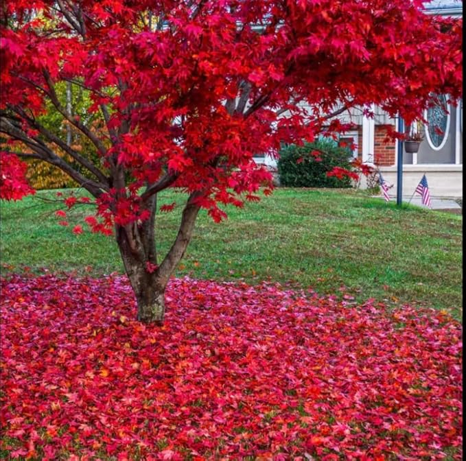 2 Red Japanese Maple Trees – Live Plants, 2-3 Ft Tall, Stunning Foliage - 2 Pack