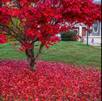 2 Red Japanese Maple Trees – Live Plants, 2-3 Ft Tall, Stunning Foliage - 2 Pack