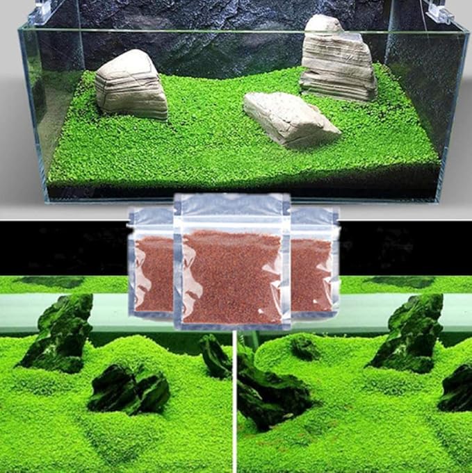 Aquarium G-r-a-s-s P-l-a-n-t - 3 Pack | Easy-Growing Water P-l-a-n-t for Fish Tank Aquarium