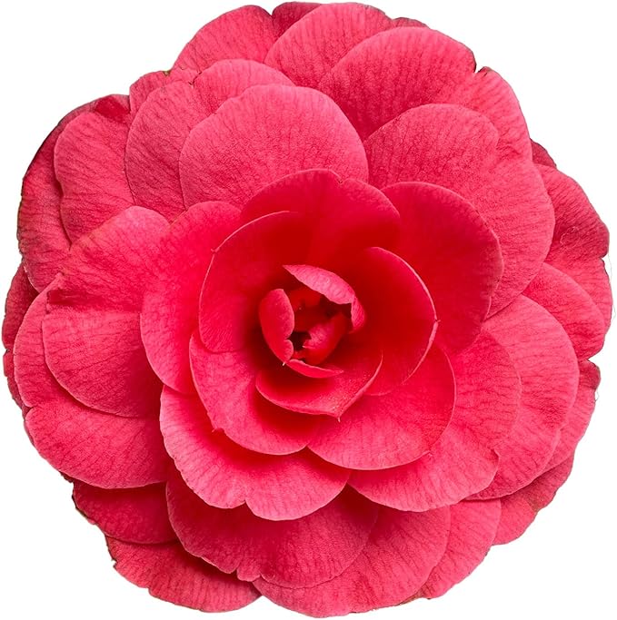 Blooming & Beautiful - Early Autumn Camellia - 3 Gal - Evergreen Shrub - Deep Pink Semi-Double Blooms -Blooms Sept to March - Hardiness Zones 7-9 - Camellia Japonica ‘Early Autumn’ - 3 Gallon Pot
