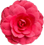 Blooming & Beautiful - Early Autumn Camellia - 3 Gal - Evergreen Shrub - Deep Pink Semi-Double Blooms -Blooms Sept to March - Hardiness Zones 7-9 - Camellia Japonica ‘Early Autumn’ - 3 Gallon Pot
