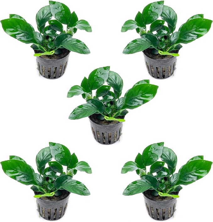SubstrateSource Anubias Live Aquarium Plants - Potted Freshwater Plant for Fish Tanks, Terrariums - Beginner Friendly Low Light (Barteri, 5 Pots)