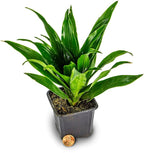 Josh's Frogs Chameleon Vivarium Plant Kit