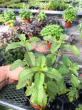 Generic Tulsi Krishna Holy Basil Plants Live - Rare Live Basil Plant - Ocimum Sanctum - Purple Tulsi Herbs - Non GMO - Garden Indoor & Outdoor