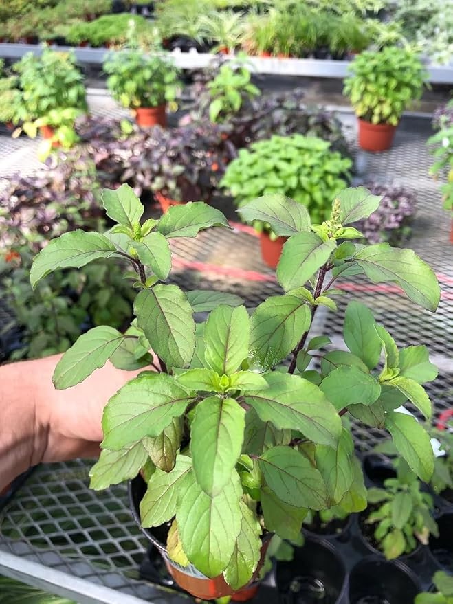 Generic Tulsi Krishna Holy Basil Plants Live - Rare Live Basil Plant - Ocimum Sanctum - Purple Tulsi Herbs - Non GMO - Garden Indoor & Outdoor