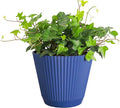 Thorsen's Greenhouse Live Green English Ivy Plant, Hedera Helix, Natural Air Purifier, Easy to Grow, Live Indoor Houseplant, (Navy - 6" Pot)