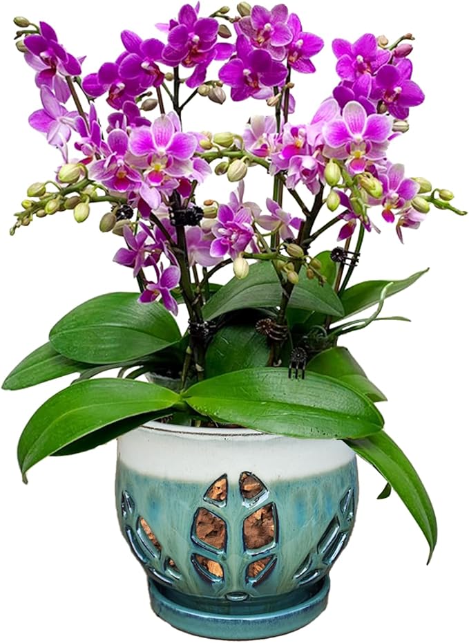 W&W Orchid Pot with Holes and Saucer for Repotting, Teal Mix, 6.5"