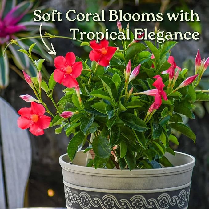 Dipladenia Bush - Flowering Plant - Coral Flowers - Overall Height 22" to 26" - Tropical Plants of Florida (Plant Only)