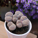 Plants for Pets Safe Non-Toxic Living Stones Succulents (8PK) XL Real Giant Lithops, Live Succulent Plants for Cats & Dogs, 2.5" Pots, Pet Friendly Houseplants, Unique Houseplant for Home or Office