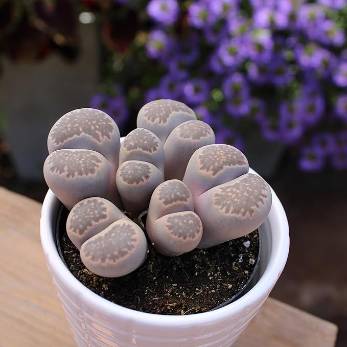 Plants for Pets Safe Non-Toxic Living Stones Succulents (8PK) XL Real Giant Lithops, Live Succulent Plants for Cats & Dogs, 2.5" Pots, Pet Friendly Houseplants, Unique Houseplant for Home or Office