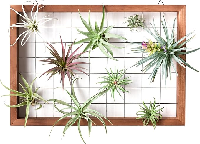 Mkono Air Plant Frame Hanging Airplant Holder Tillandsia Display Hanger Wooden Shelf Wall Decor for House Plants, Succulent, Christma Gifts for Plant Lovers, 16" (Plant Not Included)
