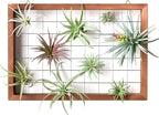 Mkono Air Plant Frame Hanging Airplant Holder Tillandsia Display Hanger Wooden Shelf Wall Decor for House Plants, Succulent, Christma Gifts for Plant Lovers, 16" (Plant Not Included)