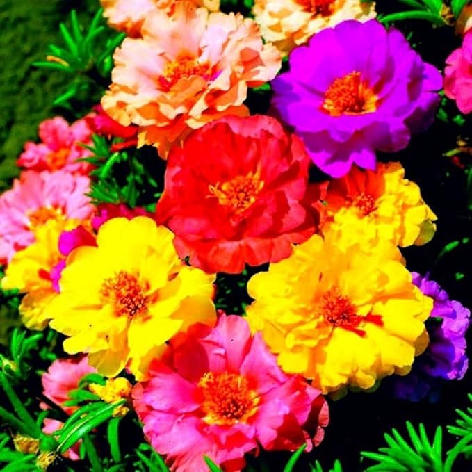 Purslane Double Flower Mix Terry Portulaca Grandiflora Seed Mix 500+ Seeds for Growing Flower Garden