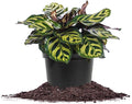 PERFECT PLANTS Peacock Calathea in a 6in. Growers Pot | Beautiful Indoor Prayer Plant Variety | Unique Easy Care Houseplant