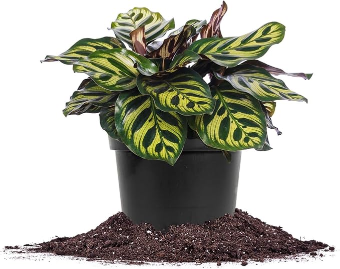 PERFECT PLANTS Peacock Calathea in a 6in. Growers Pot | Beautiful Indoor Prayer Plant Variety | Unique Easy Care Houseplant