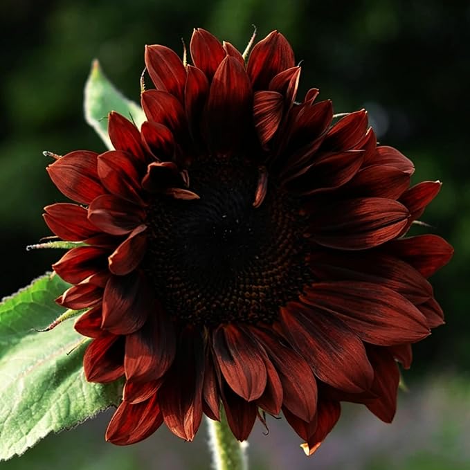 100+ Rare Sunflower Seeds for Planting Outdoor-Exotic Sunflower Seeds-Sun Flower Seed Non-GMO Heirloom Blooms in Home Garden