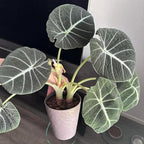 Black Velvet Alocasia Live Plant, Rare Alocasia Plant, House Plant, House Plant Indoors Live 6 Inches Tall No Pot