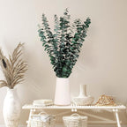 12 Pcs Dried Eucalyptus Stems for Shower, 17'' Natural Real Live Eucalyptus Leaves Branches Hanging Shower Plant for SPA Home Fragrance Bathroom Table Vase Decor