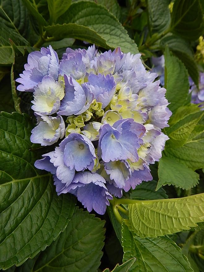 Hydrangea mac. L.A. Dreamin' (Bigleaf Hydrangea) Shrub, RB pink & blue, #3 - Size Container