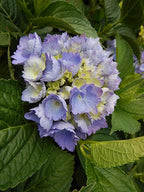 Hydrangea mac. L.A. Dreamin' (Bigleaf Hydrangea) Shrub, RB pink & blue, #3 - Size Container