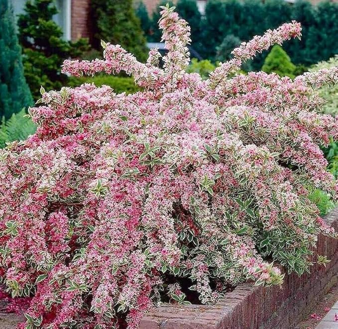 2 Variegated Weigela Shrubs - 6-12" Tall Live Plants - White, Green, Pink Flowering Bush - Weigela Florida 'Variegata' - (2 Pack)