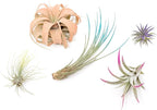 5 Assorted Colorful Air Plants Variety Pack - Vibrant Color Enhanced Tillandsias - Live Tillandsia Succulent House Plants - Wholesale and Bulk - Home and Garden Decor - Easy Care Indoor/Outdoor Plant