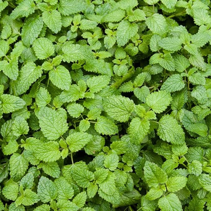 Sets 3 Catnip Mint Plants Live Fast Growing for Spring Planting, Fragrant Culinary Herb Mint for Indoor Outdoor Gardening, Cold Hardy